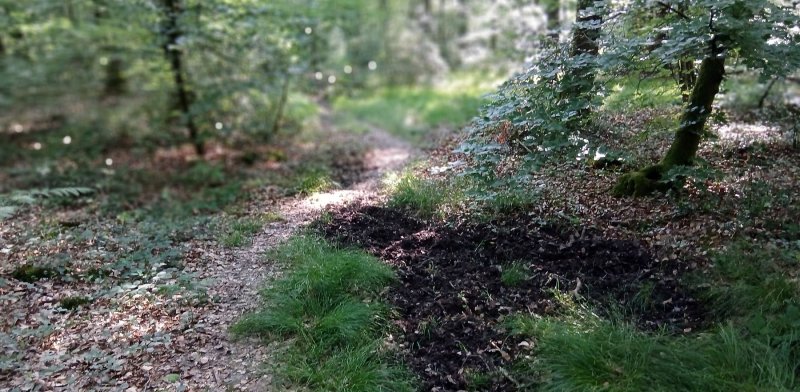 Chemin de travers, juin 2025