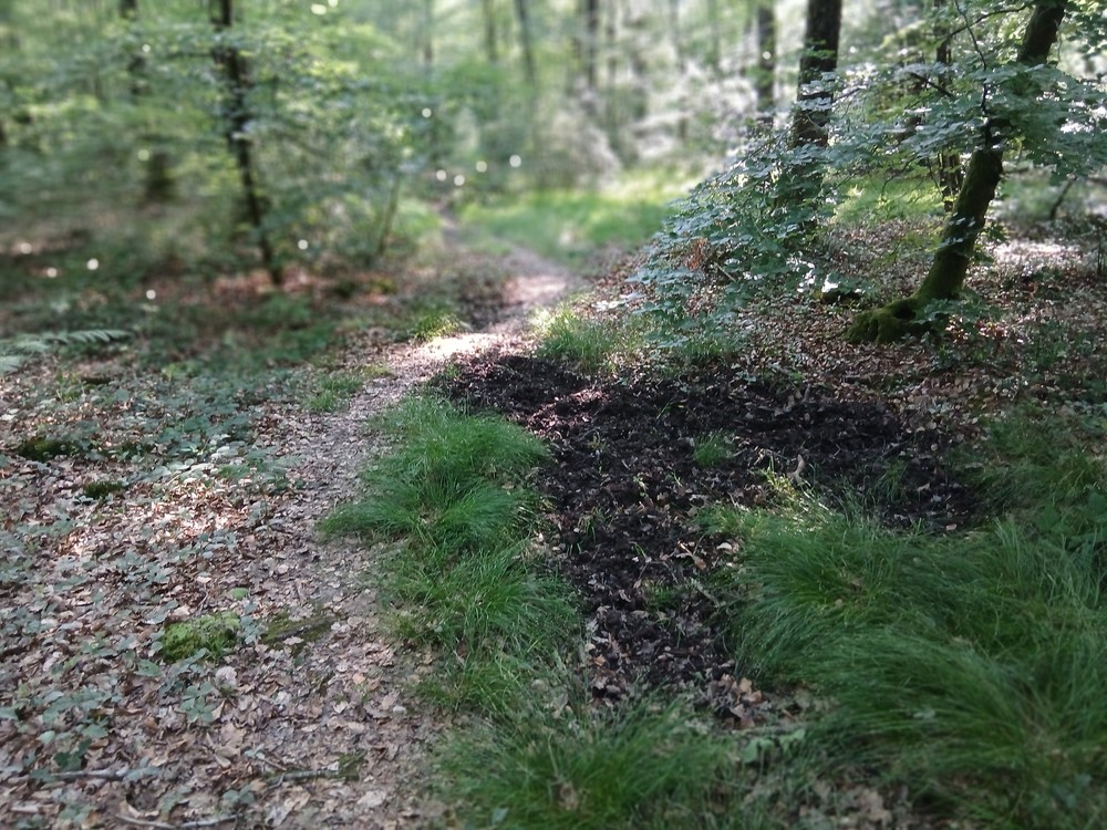 20250618_091756.jpg