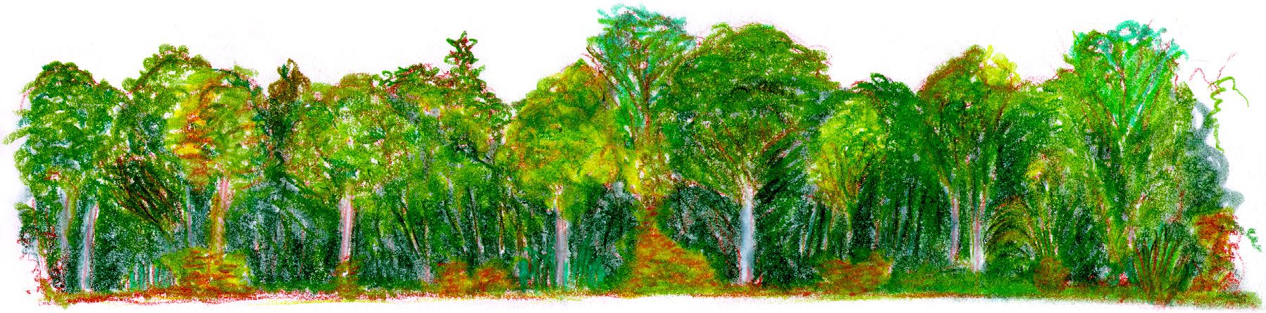 Past p 01 - arbres.jpg